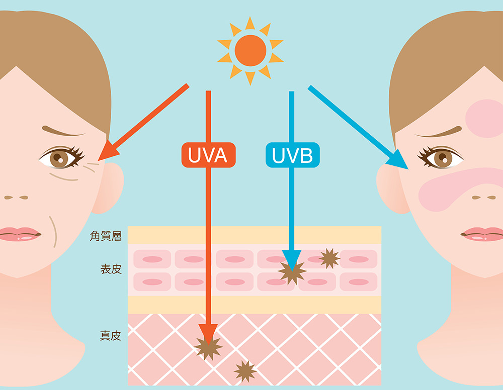 紫外線から皮膚を守る